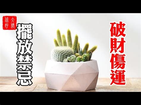 陽台種仙人掌|陽台能否種仙人掌？讓我們深入探索這個問題！ – 植物盆栽綠寶典